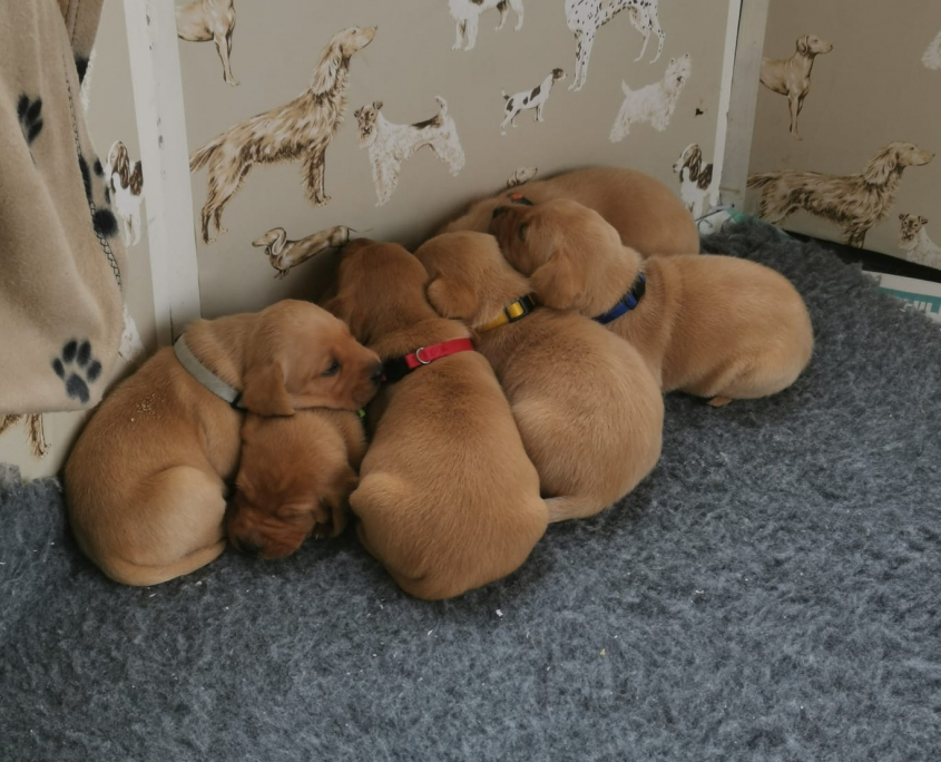 11e94a89-8301-4a5a-a5ba-14b1822799de